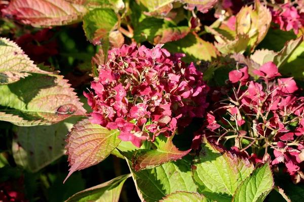 Mazzi Ortensia Ortensia Arbusto Giardino Fiorito Piccoli Fiori Secchi Rosa — Foto Stock