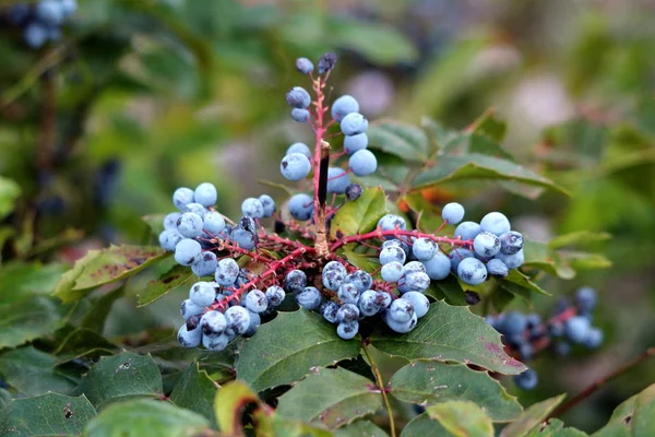 Closeup Oregon Grape Mahonia Aquifolium Evergreen Shrub Flowering Plant Clusters — 스톡 사진