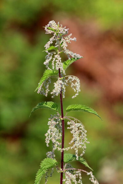 Common nettle or Urtica dioica or Stinging nettle or Nettle leaf or Nettle or Stinger herbaceous perennial flowering plant with soft hairy green leaves with strongly serrated margin and cordate base