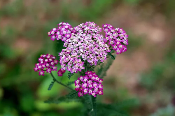 Közönséges Cickafark Vagy Achillea Millefolium Vagy Plumajillo Vagy Herbal Militaris — Stock Fotó