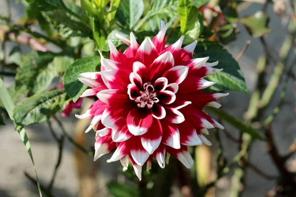 Dahlia Krzaczaste Bulwiaste Byliny Zielnych Dużą Złożoną Głową Kwiat Ciemnoczerwonym — Zdjęcie stockowe