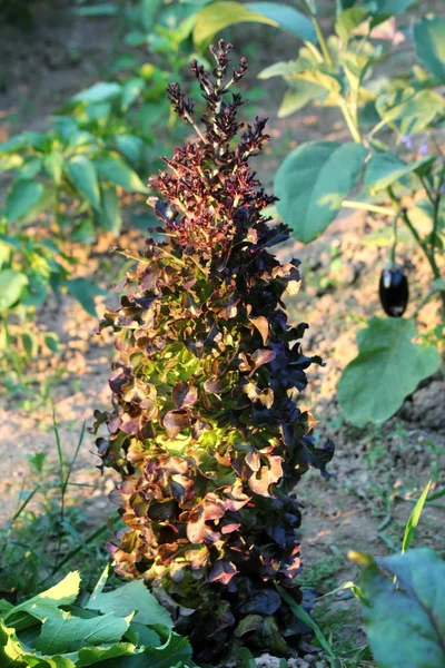 Lechuga Verde Oscuro Lactuca Sativa Planta Anual Izquierda Jardín Casero — Foto de Stock