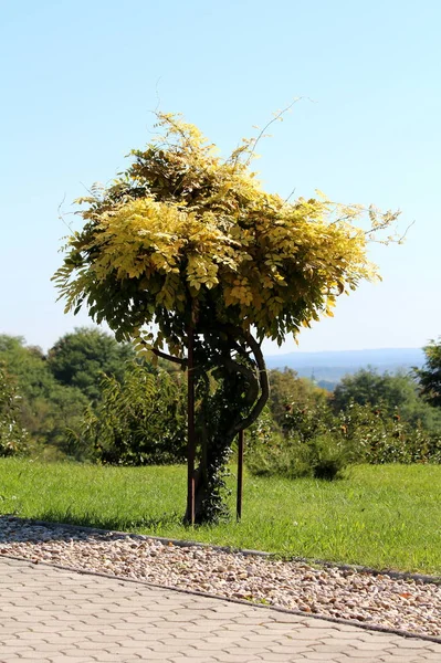 Decorative Tree Dense Yellow Green Leaves Planted Next Stone Tiles — Stock Photo, Image