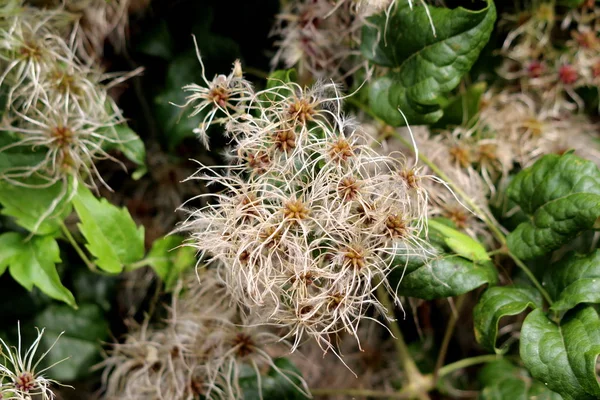 Densamente Crescente Old Mans Barba Clematis Vitalba Viajantes Alegria Subir — Fotografia de Stock