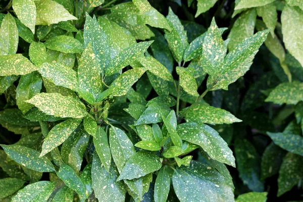 Densely Planted Japanese Laurel Aucuba Japonica Spotted Laurel Gold Dust — Stock Photo, Image