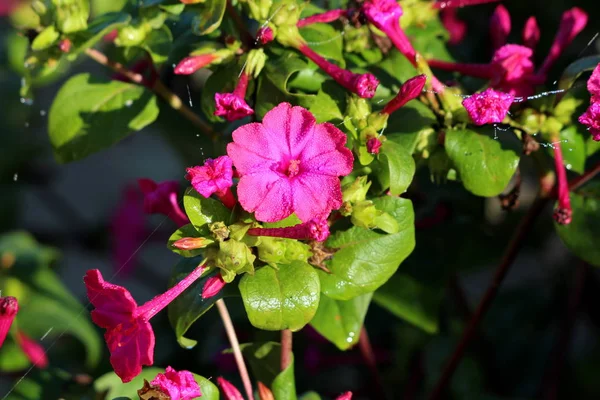 Densamente Plantada Maravilha Peru Mirabilis Jalapa Quatro Oclock Flor Beleza — Fotografia de Stock