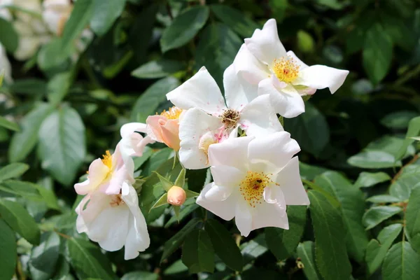 Dog Rose Rosa Canina Deciduous Shrub Plant Closed Flower Buds — Stock Photo, Image