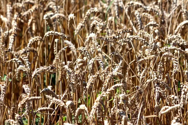 Field Full Ripe Wheat Kernels Ready Harvesting Texture Background Wallpaper — Stock Photo, Image