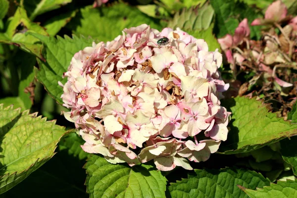 Voe Cima Hortênsia Hortensia Arbusto Jardim Florido Com Monte Pequenas — Fotografia de Stock