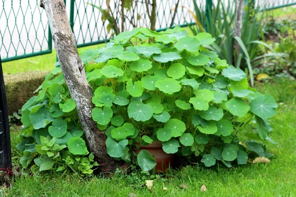 Giardino Nasturzio Tropaeolum Majus Crescione Indiano Monaci Crescione Fioritura Pianta — Foto Stock