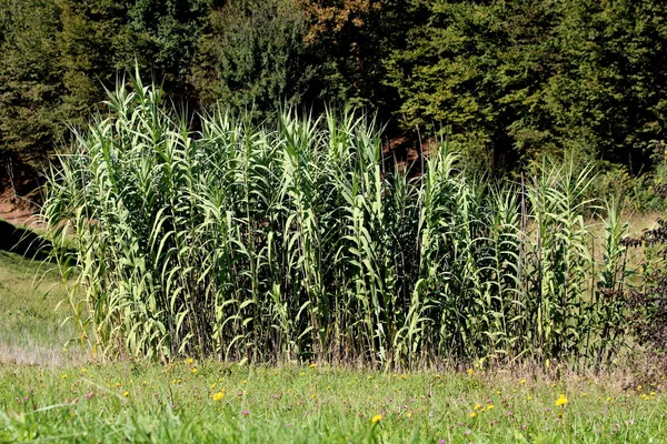 Dev Kamış Veya Arundo Donax Veya Dev Kamış Veya Fil — Stok fotoğraf