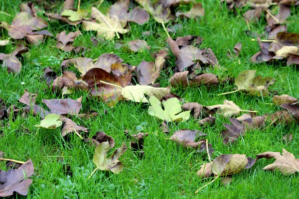 Зелене Коричнево Жовте Інжирне Дерево Осіннє Листя Покриває Нерівномірну Траву — стокове фото