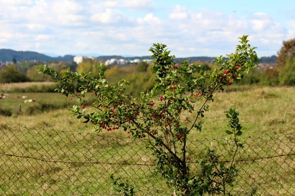 Hamiltons Spindletree Euonymus Hamiltonianus Himalaya Spindle Kırmızımsı Meyve Kapsülleriyle Dolu — Stok fotoğraf