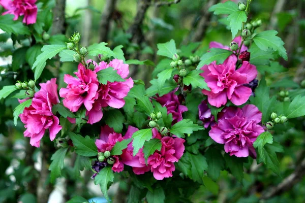 Hibiscus Syriacus Freedom Rose Sharon Freedom Syyrian Ketmia Freedom Rose — kuvapankkivalokuva