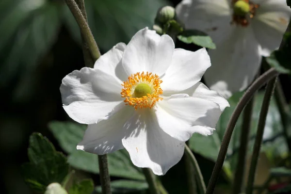 Japanese Anemone Anemone Hupehensis Thimbleweed Windflower Chinese Anemone Anemone Hybrida — Stock Photo, Image