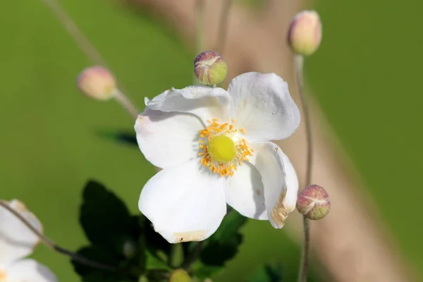 Japoński Anemon Lub Anemone Hupehensis Lub Thimbleweed Lub Windflower Lub — Zdjęcie stockowe