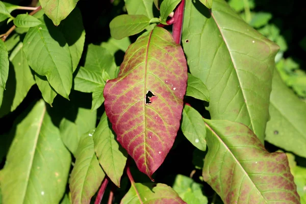 Large Dark Red Green Leaves Background Texture Pokeweed Phytolacca Americana — Stock Photo, Image