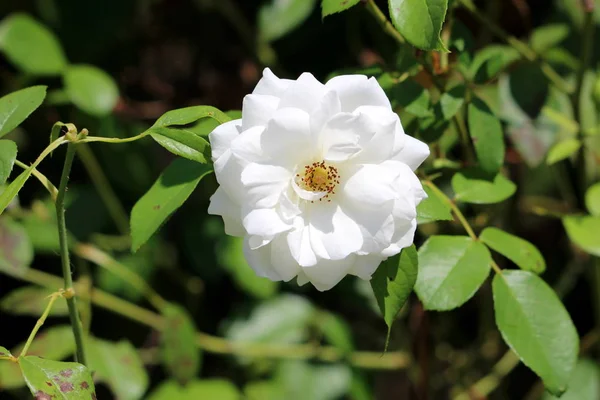 Layered Blanc Entièrement Ouvert Rose Fleurs Entourée Feuilles Vert Clair — Photo