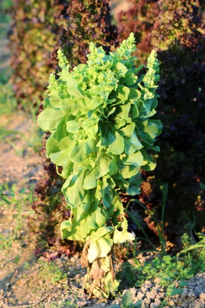 Μαρούλι Lactuca Sativa Ετήσιο Φυτό Αριστερά Στον Τοπικό Κήπο Σπίτι — Φωτογραφία Αρχείου