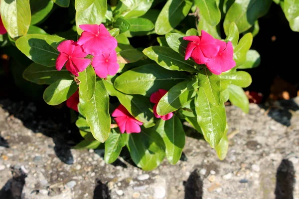 Μαγαδασκάρης Catharanthus Roseus Bright Eyes Cape Periwinkle Graveyard Old Maid — Φωτογραφία Αρχείου