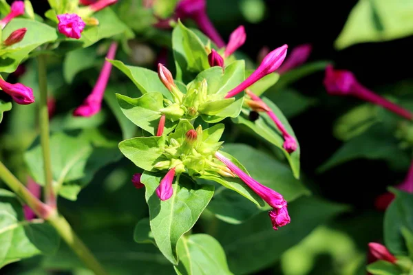 ペルーやミラビリスのマーベルジャラパまたは4つの時計の花または多くの色の夜やコートの美しさ長いベースの長い葉と長い雄しべを持つ筒状のピンクの花で広い端とアウトラインに形の卵を持つ多年生のハーブ植物住んでいました — ストック写真