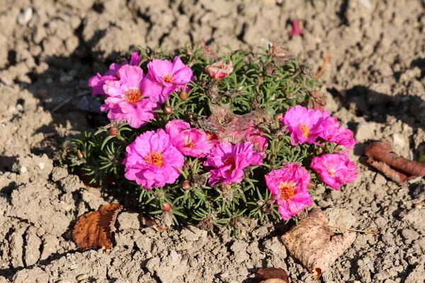 Moss rose or Portulaca grandiflora or Rose moss or Ten oclock or Mexican rose or Vietnam rose or Sun rose or Rock rose or Moss rose purslane fast growing annual plant with open blooming and closed pink flowers with thick fleshy narrow green leaves