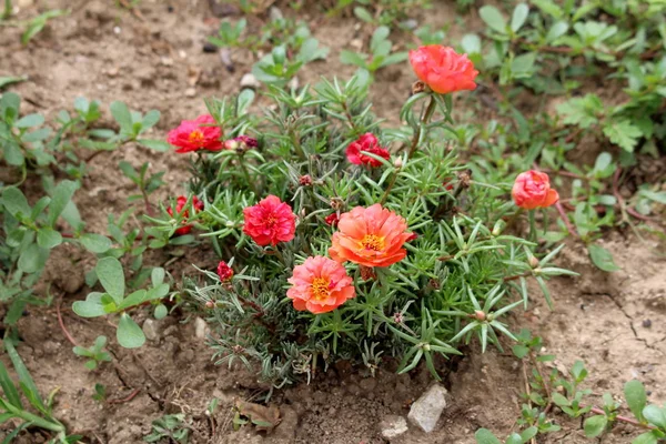 Moss rose or Portulaca grandiflora or Rose moss or Ten oclock or Mexican rose or Vietnam rose or Sun rose or Rock rose or Moss rose purslane fast growing annual plant with closed flower buds and open blooming light and dark orange flowers