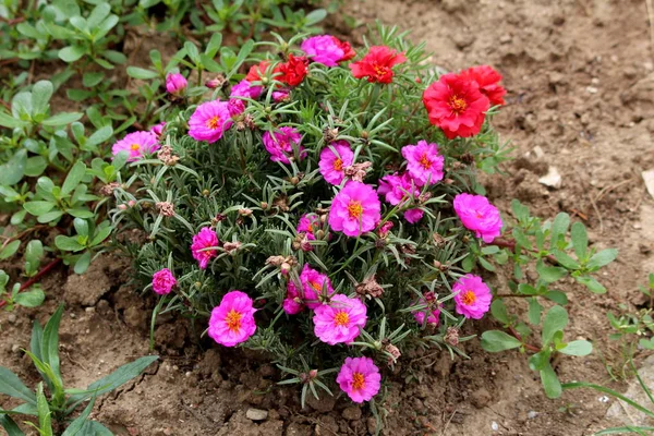 Moss rose or Portulaca grandiflora or Rose moss or Ten oclock or Mexican rose or Vietnam rose or Sun rose or Rock rose or Moss rose purslane fast growing annual plant with closed flower buds and open blooming pink and orange flowers