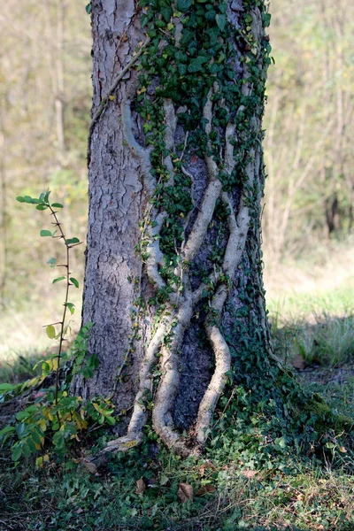 Stara Gruba Roślina Gąsienicowa Świeżymi Ciemnozielonymi Liśćmi Rosnącymi Nad Dużym — Zdjęcie stockowe