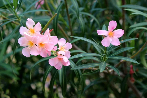 Oleandro Nerium Planta Arbusto Oleandro Com Flores Rosa Claro Florescendo — Fotografia de Stock