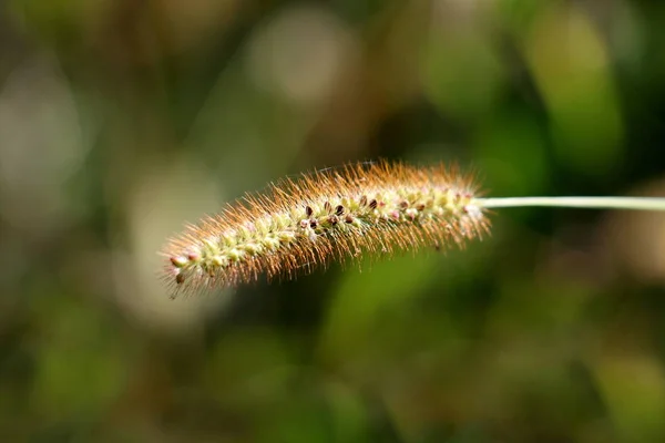 暖かい晴れた夏の日に地元の家庭の庭で成長している新鮮な目に見える種子を持つ観賞用の草の種の頭 — ストック写真