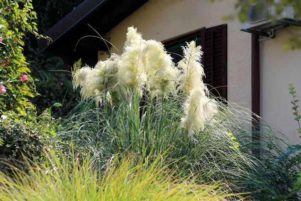 Pampas grass or Cortaderia selloana perennial flowering plant growing like large bush with long and slender dark green leaves with sharp edges and cluster of flowers in a dense white panicle tall stem planted in local home garden next to family house