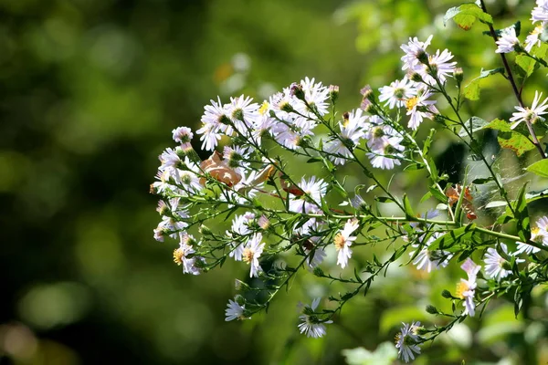 Astro Asustado Symphyotrichum Lanceolatum Astro Blanco Alto Astro Línea Oriental — Foto de Stock