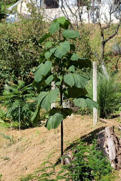 Paulownia fast growing deciduous tree with large dark green heart shaped leaves growing in local home garden surrounded with dry soil and other plants on warm sunny summer day