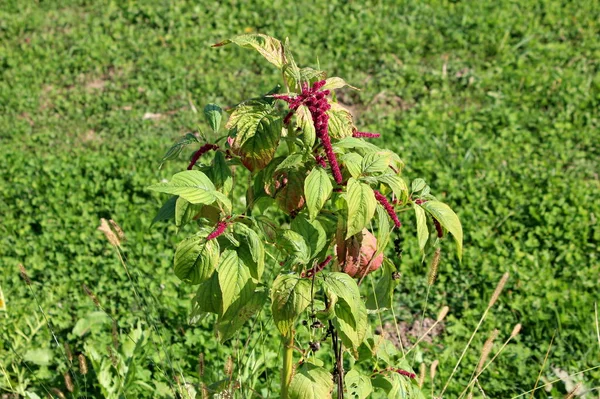 Princes Feather Amaranthus Hypochondriacus Prince Wales Feather Quelite Blero Quintonil — 스톡 사진