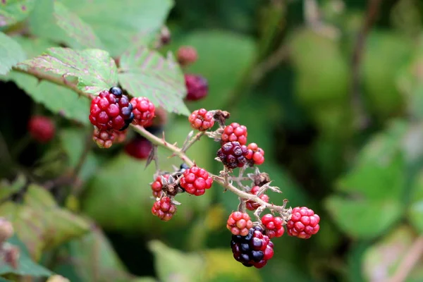 Red Dark Ripening Ripe Blackberry Edible Fruits Growing Top Single — 스톡 사진