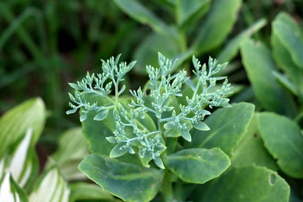 Sedum Stonecrop Resistente Planta Suculenta Cobertura Solo Perene Com Aglomerado — Fotografia de Stock