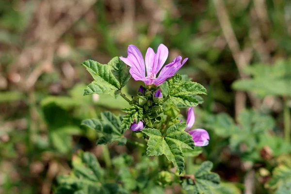 Malmon mallow veya Malva sylvestris veya Cheese veya High mallow veya Tall mallow çiçekleri kapalı çiçek tomurcukları ve koyu pembe çizgili parlak pembemsi mor çiçekleri yerel ev bahçesine ekilmiş yeşil yapraklarla çevrili.