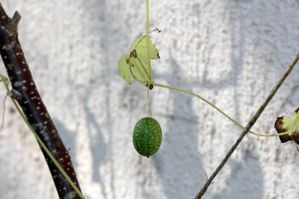 Yhden Cucamelon Tai Melothria Scabra Tai Hiiri Meloni Tai Meksikon — kuvapankkivalokuva