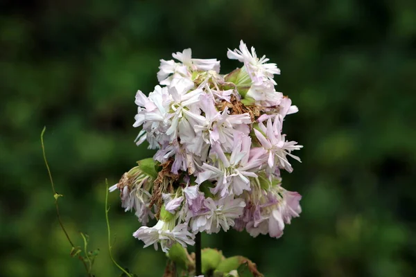 Один Дикий Сладкий Уильям Saponaria Officinalis Обыкновенное Мыло Сусло Bouncing — стоковое фото