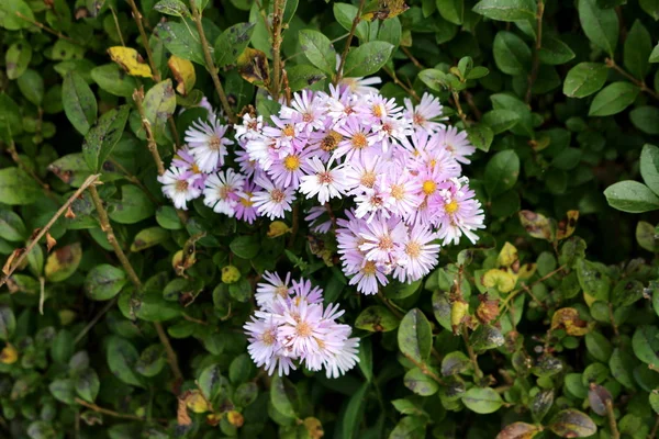 多年生草本植物紫丁香花 周围环绕着浓密的深绿色叶子 在温暖 阳光明媚的秋日生长在当地的家庭花园 — 图库照片