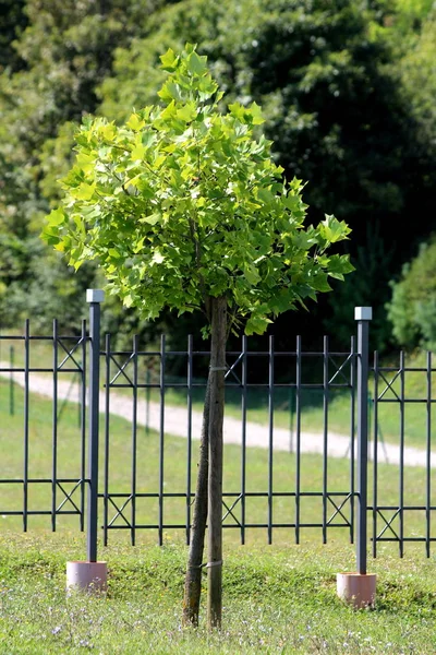 Small decorative tree with rounded treetop filled with dense green leaves growing in front of iron fence surrounded with uncut grass and dense trees in background on warm sunny summer day