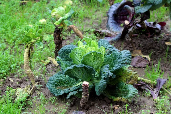 Small Kale or Leaf cabbage hardy cool season annual green vegetable plant with dark green edible leaves growing in local home garden surrounded with wet soil and other green vegetables on warm sunny autumn day