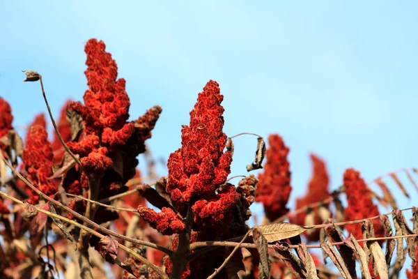 Staghorn Sumac Lub Rhus Typhina Dioecious Drzewo Liściaste Rzędami Ciemnoczerwony — Zdjęcie stockowe