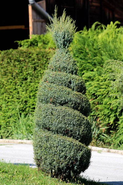 Странно Спирально Вырезать Небольшой Кипарис Cupressus Вечнозеленое Дерево Светло Зеленой — стоковое фото