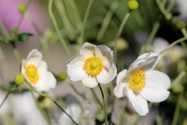 Three Japanese Anemone Anemone Hupehensis Thimbleweed Windflower Chinese Anemone Anemone — Stock Photo, Image