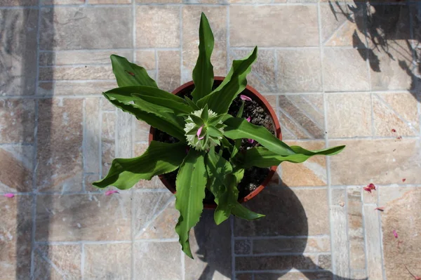 Top view of Pineapple lily or Eucomis or Pineapple flowers bulbous perennial flowering plant with basal rosettes of leaves with stout stem covered in star shaped flowers with a tuft of green bracts at the top planted in plastic flower pot