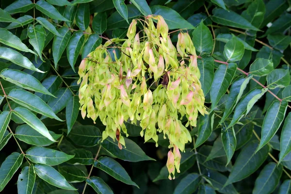 Árvore Céu Ailanthus Altissima Ailanthus Verniz Árvore Chouchun Árvore Caduca — Fotografia de Stock