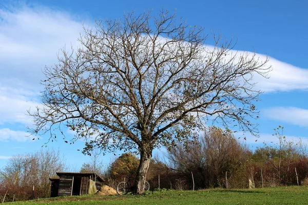 Bardzo Duże Drzewo Szerokim Częściowo Jałowym Wierzchołkiem Drzew Bez Liści — Zdjęcie stockowe
