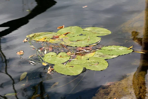 Bunga Bakung Air Atau Nymphaea Tanaman Tanaman Tanaman Rhizomatous Perennial — Stok Foto